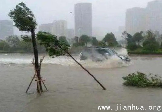 台风苗柏